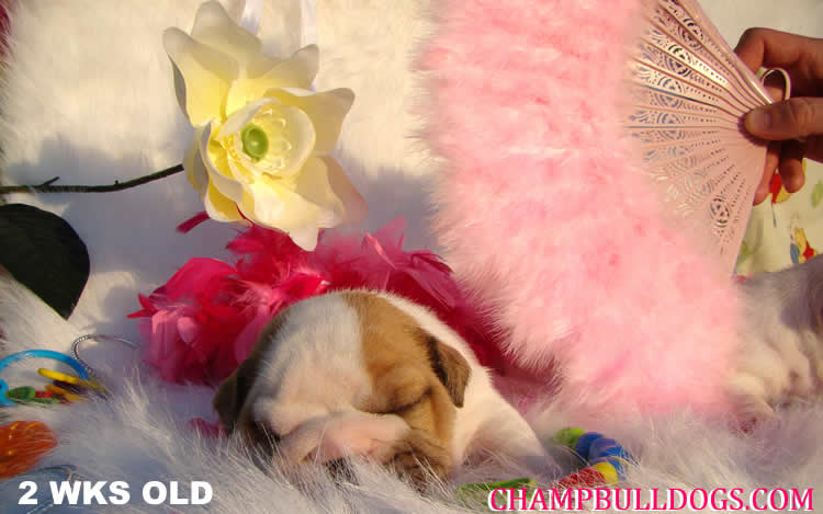 English Bulldog puppies